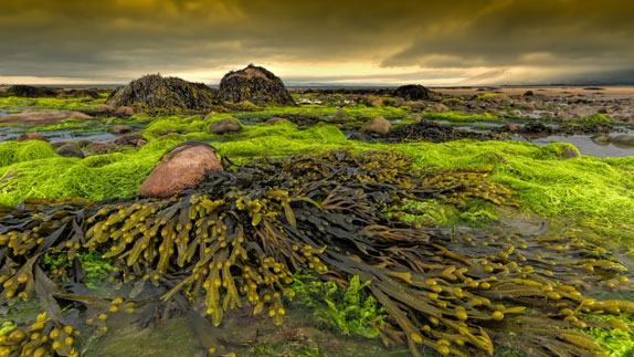 Irland Küste Algen