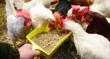 Das Bild zeigt Hühner, die Futter aus einer Futterschaufel picken. (Quelle: Marcus Gloger / BVL)