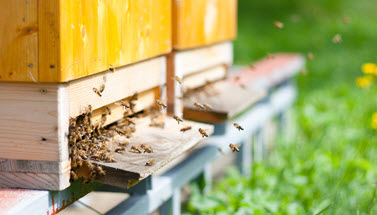 Das Bild zeigt Bienen an einem Bienenstock. (Quelle: Aubord Dulac / Fotolia)