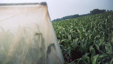 Das Bild zeigt ein Feld. Teile der Pflanzen werden durch ein Foliendach geschützt. (Quelle: biosicherheit.de)