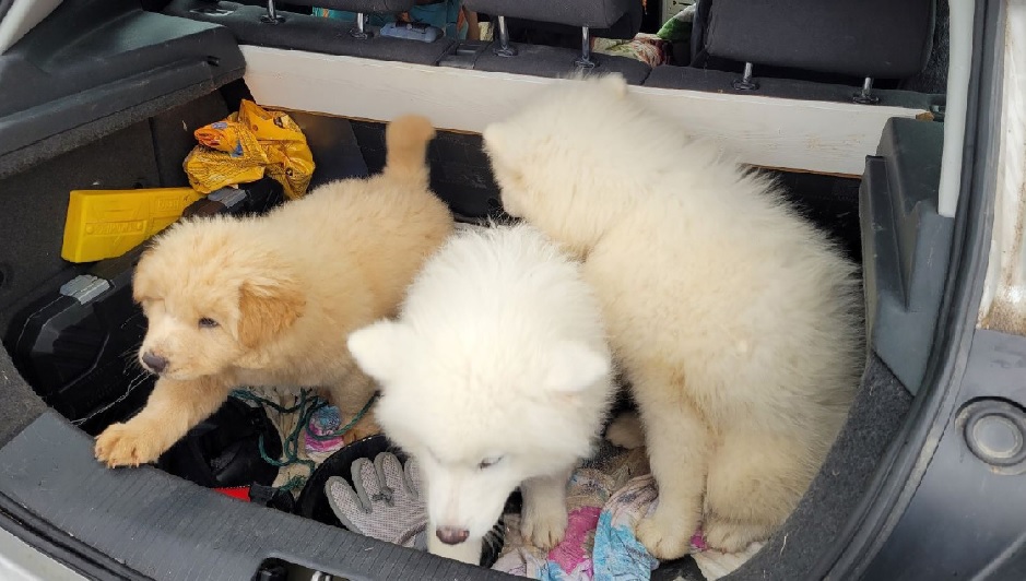 Das Bild zeigt einen geöffneten Kofferraum mit Hundewelpen.