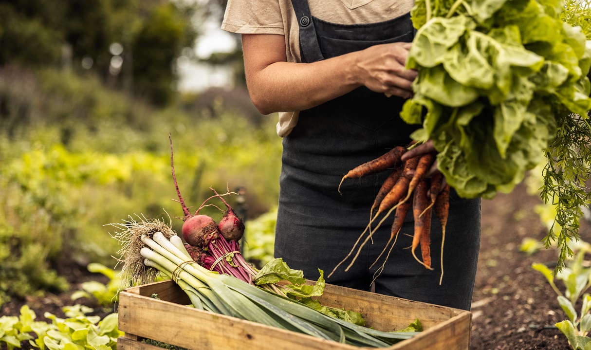 BVL Objectives (Source: Jacob Lund - stock.adobe.com) Female farmer arranging freshly picked vegetables into a crate.