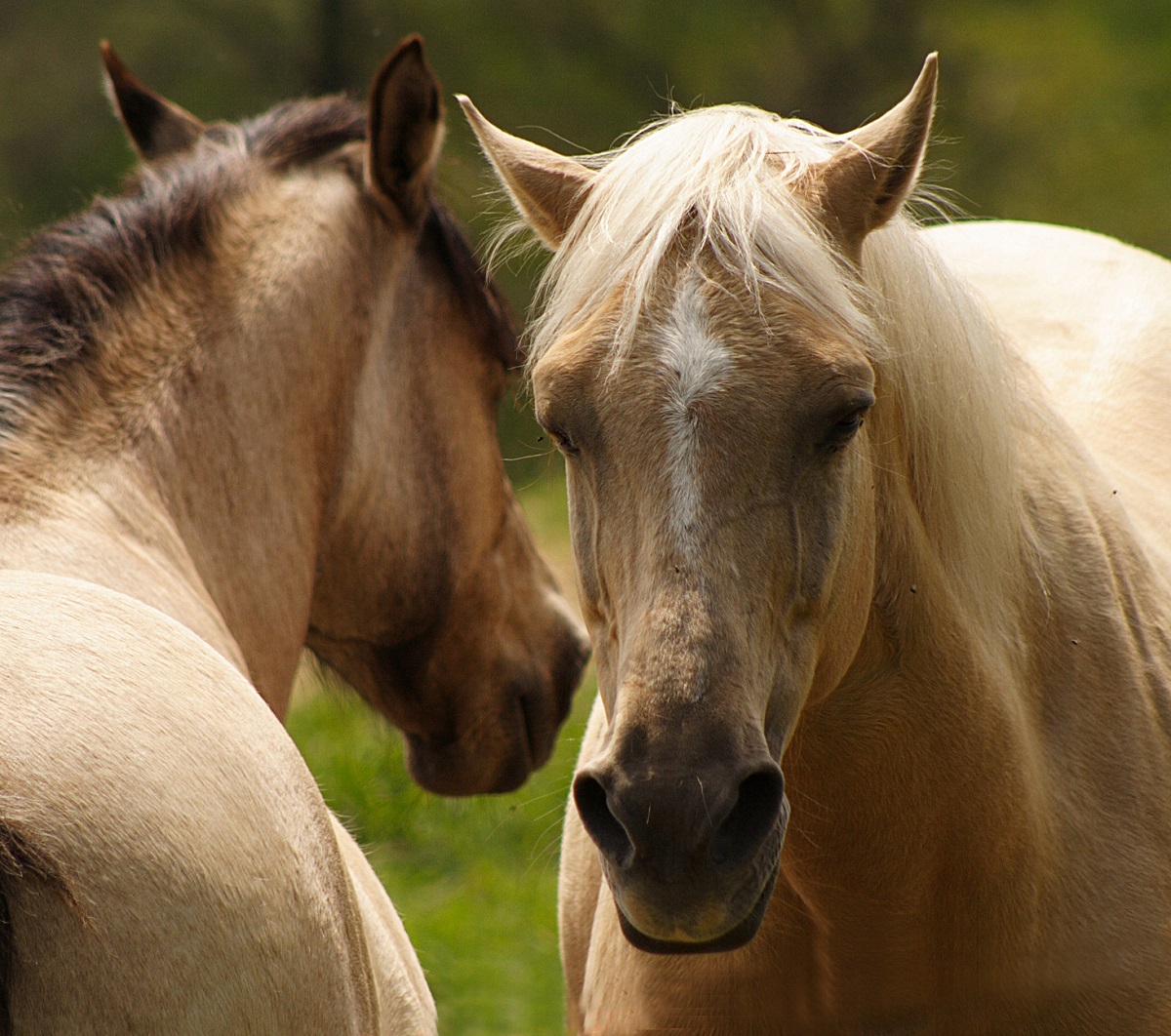 Darf Man Pferd Nach Wurmkur Reiten