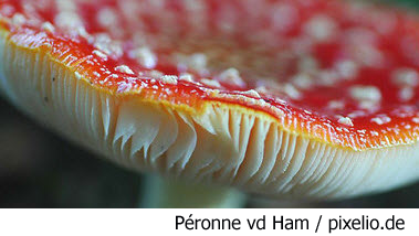 Pilzgifte (Quelle: Péronne vd Ham / pixelio.de) Das Bild zeigt einen Fliegenpilz. (Quelle: Péronne vd Ham / pixelio.de)