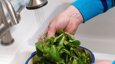 Das Bild zeigt zwei Hände, die Feldsalat in einem Sieb unter fließendem Wasser waschen. (Quelle: Marcus Gloger / BVL)