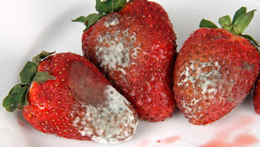 Unerwünschte Stoffe und Organismen (Quelle: Klaus Eppele - Fotolia.com) Das Bild zeigt einen Teller mit verschimmelten Erdbeeren. (Quelle: Klaus Eppele / Fotolia.com)