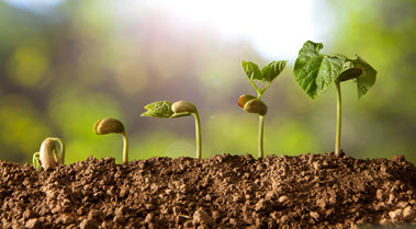 Listungsverfahren für Pflanzenstärkungsmittel (Quelle: Hi photo / Fotolia) Das Bild zeigt kleine Sprösslinge. (Quelle: Hi photo / Fotolia)