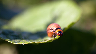 Das Bild zeigt ein Blatt, auf dem ein Käfer krabbelt. (Quelle: Marcus Gloger / BVL)