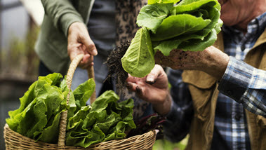 Pflanzenstärkungsmittel (Quelle: Rawpixel.com / Fotolia) Das Bild zeigt Salat in einem Korb. (Quelle: Rawpixel.com / Fotolia)