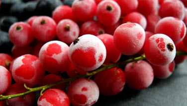 Das Bild zeigt rote Johannisbeeren. (Quelle: renagroby94 / Fotolia)