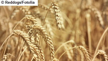 Zusatzstoffe (Quelle: Reddogs / Fotolia) Das Bild zeigt ein Kornfeld. (Quelle: Reddogs / Fotolia)