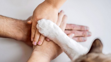 Krisenmanagement Tierarzneimittel (Quelle: galitskaya / stock.adobe.com) Das Bild zeigt Hände einer Familie und eine pelzige Pfote einer Katze.
