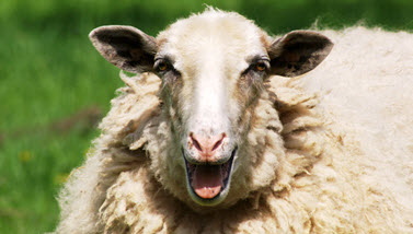 Das Bild zeigt ein Schaf auf einer Wiese. (Quelle: Markus Kauf / Fotolia)