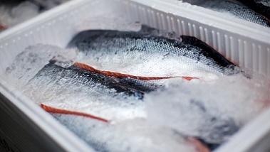 Das Bild zeigt Fische auf Eis. (Quelle: contrastwerkstatt / Fotolia)