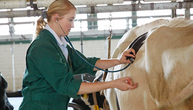 Das Bild zeigt eine Kuh in tierärztlicher Behandlung. (Quelle: M. Gloger / BVL)