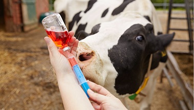 Zulassung von Tierarzneimitteln (Quelle: Marcus Gloger / BVL) Das Bild zeigt eine Hand, die eine Spritze hält. (Quelle: Marcus Gloger / BVL)