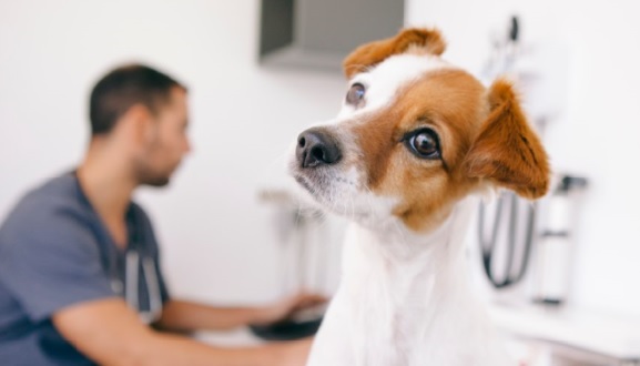 FAQ Tierarzneimittel (Quelle: beavera - stock.adobe.com) Das Bild zeigt den Kopf eines sitzendes Hundes mit hellbraunem Fell, der bei einem Tierarzt sitzt.