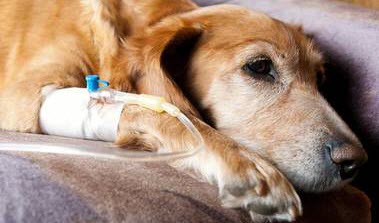 Für Tierärzte (Quelle: lculig - Fotolia) Das Bild zeigt Kopf und Vorderläufe eines liegenden Hundes mit hellbraunem Fell, der einen Venenkatheter mit Schlauch in der rechten Vorderpfote hat. (Quelle: lculig / Fotolia.com)