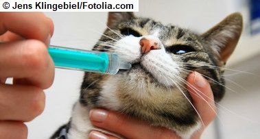 Das Bild zeigt Kopf und Schultern einer Katze, die von einer Hand gehalten wird und der mit einer Spritze Medizin verabreicht wird. (Quelle: Jens Klingebiel / Fotolia.com)