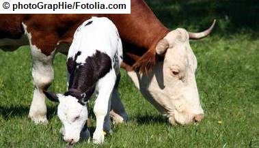 Das Bild zeigt eine braun-weiße Kuh und ein schwarz-weißes Kälbchen auf einer Weide beim grasen. (Quelle: photoGrapHie / Fotolia.com)