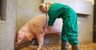 Das Bild zeigt eine Tierärztin in einem Stall, die mit einem Stethoskop ein Schwein abhört, während es aus einem Trog frisst. (Quelle: Marcus Gloger / BVL)