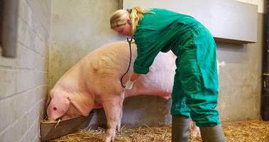 Hinweise für Tierärzte (Quelle: Marcus Gloger / BVL) Das Bild zeigt eine Tierärztin in einem Stall, die mit einem Stethoskop ein Schwein abhört, während es aus einem Trog frisst. (Quelle: Marcus Gloger / BVL)