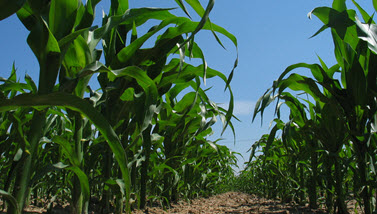 Das Bild zeigt ein Maisfeld aus der Bodenperspektive. (Quelle: BVL)
