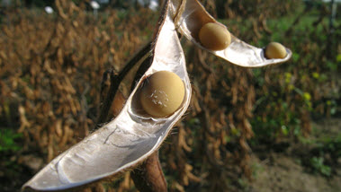 Das Bild zeigt eine transgene Sojafrucht. (Quelle: www.transgen.de)
